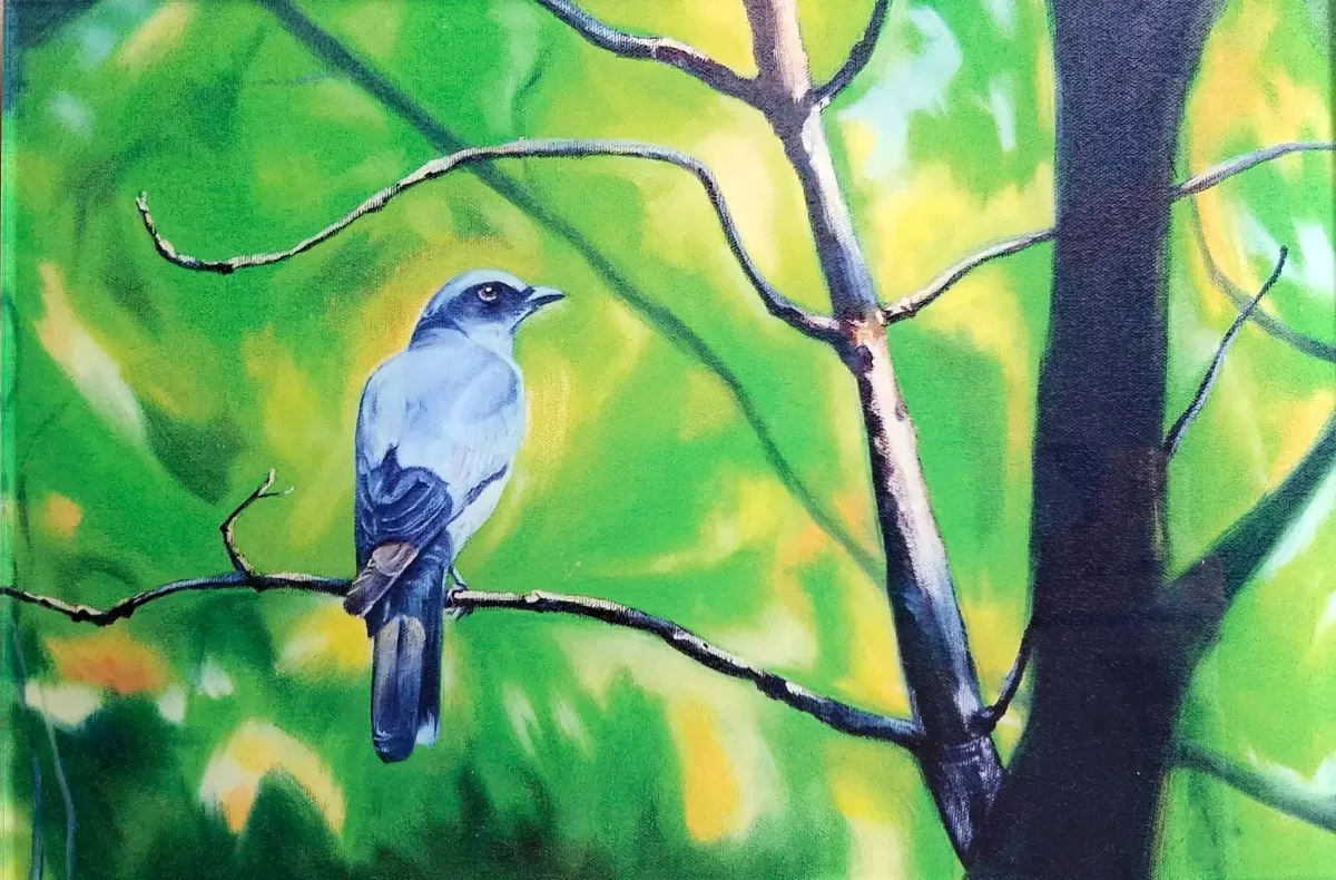 The Cuckooshrike in Kanha