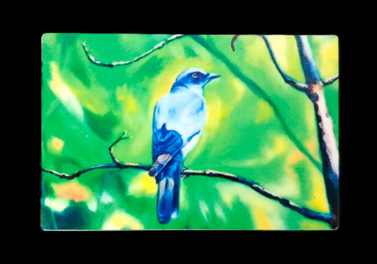 The Cuckooshrike in Kanha Fridge magnet
