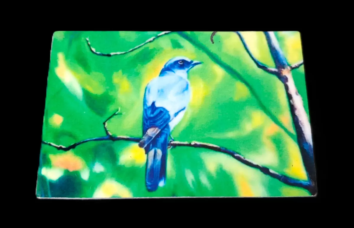 The Cuckooshrike in Kanha Fridge magnet