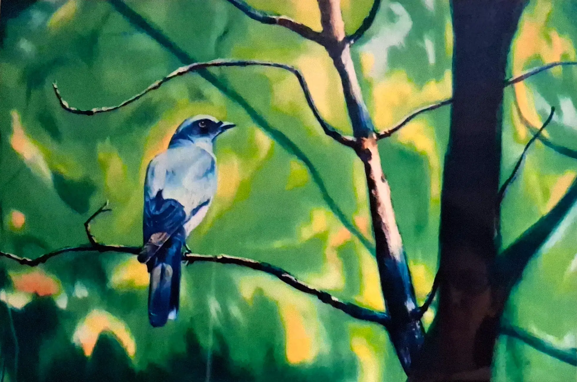 The Cuckooshrike in Kanha 